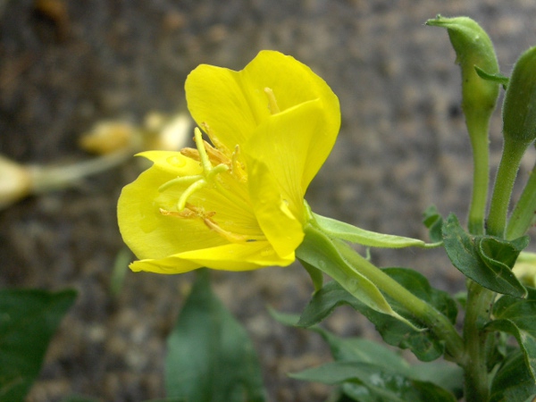 common evening primrose / Oenothera biennis: _Oenothera biennis_ has smaller flowers than _Oenothera glazioviana_, and lacks the red-based hairs of some other _Oenothera_ species.