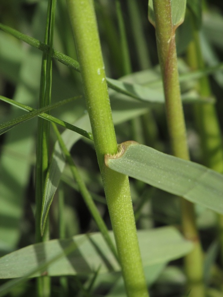 common cord-grass / Spartina anglica: The ligule is a fringe of hairs.