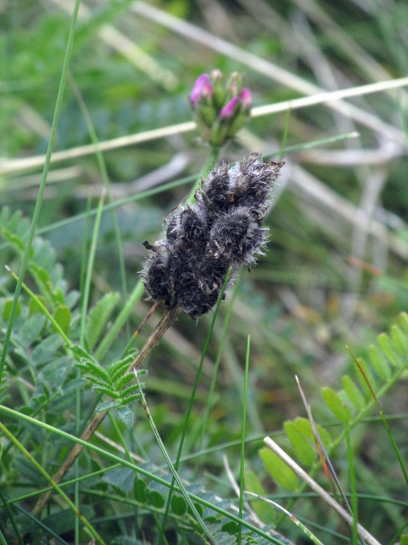 purple milk-vetch / Astragalus danicus