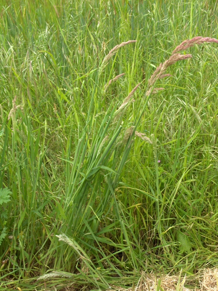 Yorkshire fog / Holcus lanatus: Habitus