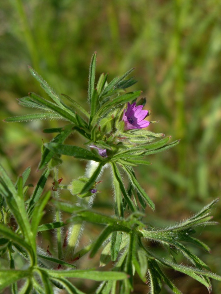 cut-leaved cranesbill / Geranium dissectum