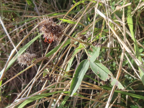 zigzag clover / Trifolium medium: In fruit, _Trifolium medium_ has the ragged appearance of _Trifolium pratense_, but with longer calyx-teeth.