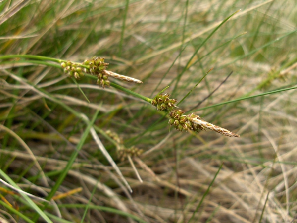pill sedge / Carex pilulifera: _Carex pilulifera_ is a sedge of acid, peaty or sandy soils, especially in the uplands; unlike _Carex montana_ or _Carex ericetorum_, the lowest bract is green and leaf-like.