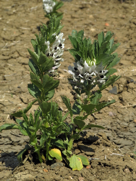 broad bean / Vicia faba: _Vicia faba_ is widely cultivated for its beans or as green manure.