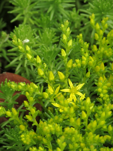 tasteless stonecrop / Sedum sexangulare: Habitus