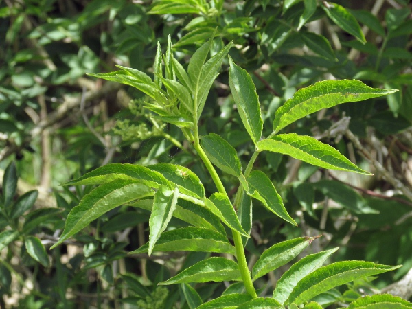 elder / Sambucus nigra: The leaves of _Sambucus nigra_ typically have fewer leaflets than those of _Fraxinus excelsior_, with each leaflet more rounded along the edges and more stongly and uniformly serrate.