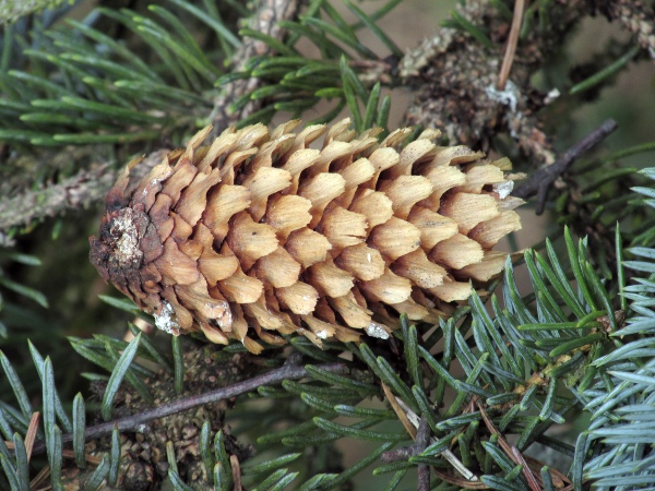 Colorado spruce / Picea pungens: The female cones of _Picea pungens_ are 5–11 cm long.