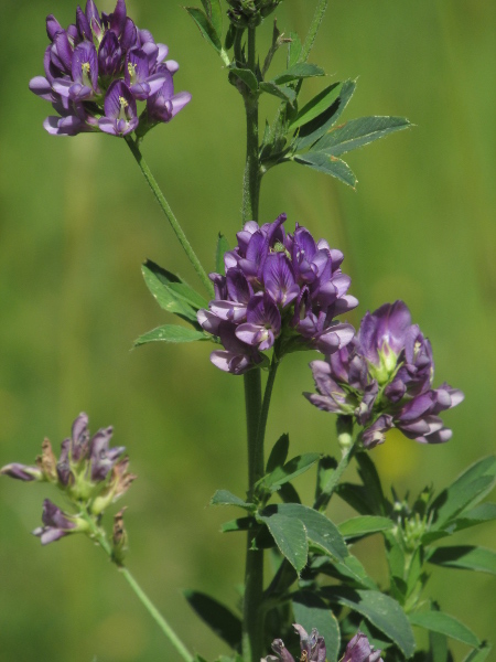 lucerne / Medicago sativa subsp. sativa: The flowers of _Medicago sativa_ subsp. _sativa_ are always a darker or lighter purple; those of _Medicago sativa_ nothosubsp. _varia_ can be many colours, including purple.