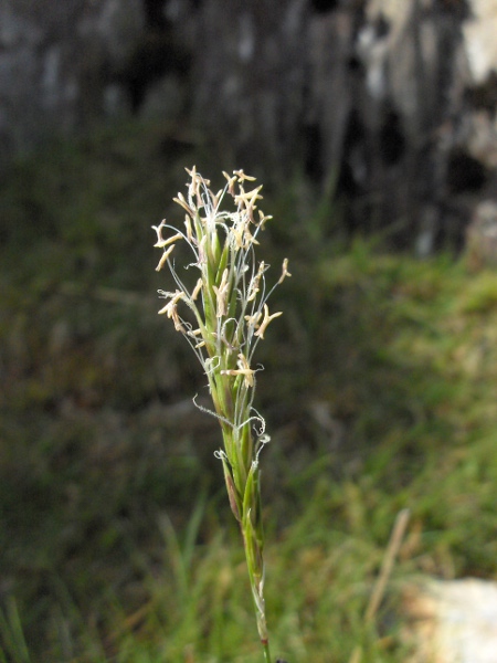 sweet vernal-grass / Anthoxanthum odoratum: Flowers at anthesis