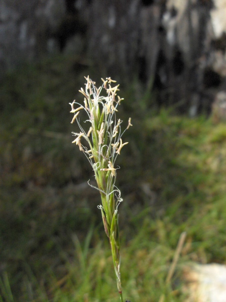 sweet vernal-grass / Anthoxanthum odoratum