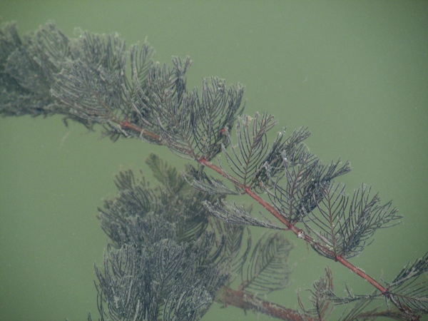 spiked water-milfoil / Myriophyllum spicatum: The leaves of _Myriophyllum spicatum_ are in whorls of 4, and each leaf has 13–38 segments.
