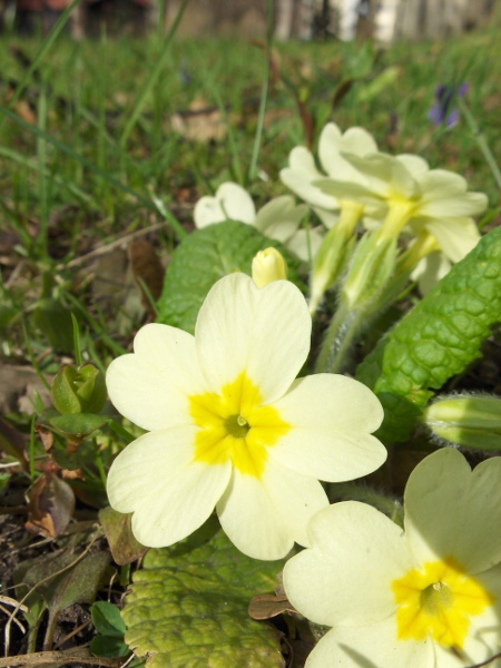 primrose / Primula vulgaris: In this ‘pin’ individual, the stamens are short and the carpel is long.