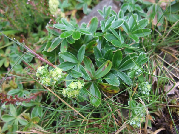 Alpine lady’s-mantle / Alchemilla alpina: The leaves of _Alchemilla alpina_ are divided very nearly to the base.