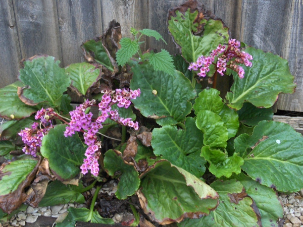 heart-leaved elephant-ears / Bergenia cordifolia: _Bergenia cordifolia_ has cordate, glabrous leaves.