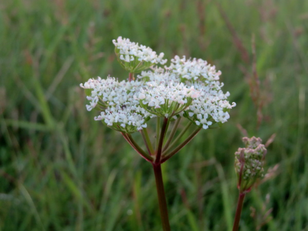 Scots lovage / Ligusticum scoticum: The inflorescences of _Ligusticum scoticum_ have a few bracts and bracteoles, all of which are very narrow.