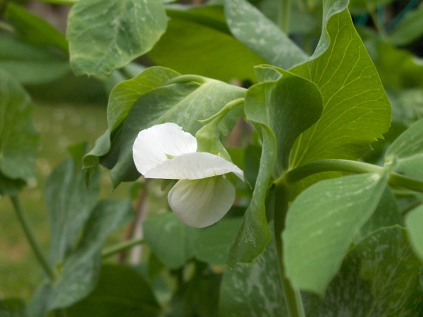 garden pea / Lathyrus oleraceus: _Lathyrus oleraceus_ is a popular cultivated vegetable, but only occurs as a casual in the British Isles; it has round stems, and stipules as large as the true leaflets.