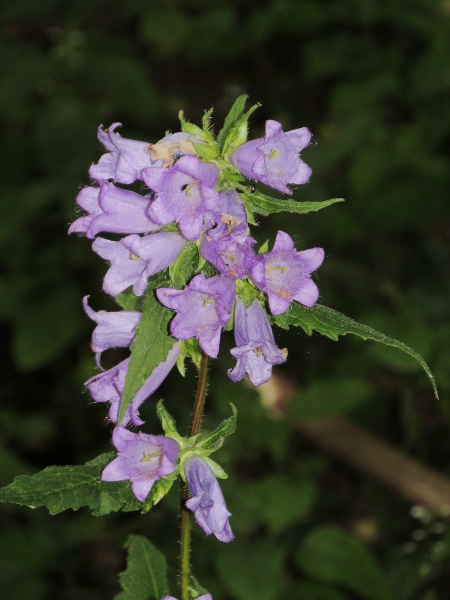 nettle-leaved bellflower / Campanula trachelium: _Campanula trachelium_ has strongly angled stems and flowers with broad, uneven, roughly hairy sepals; it is a more southerly species in the British Isles than _Campanula latifolia_.