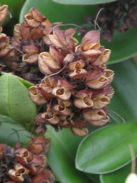 hedge veronica / Veronica × franciscana: Infructescence