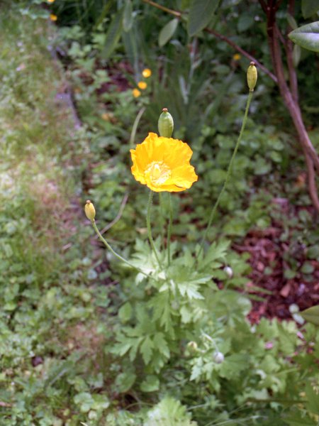 Welsh poppy / Papaver cambricum: _Papaver cambricum_ is native to parts of Ireland, Wales and south-western England, but is very widely encountered as a garden escape; it and _Glaucium flavum_ are our only native poppies.