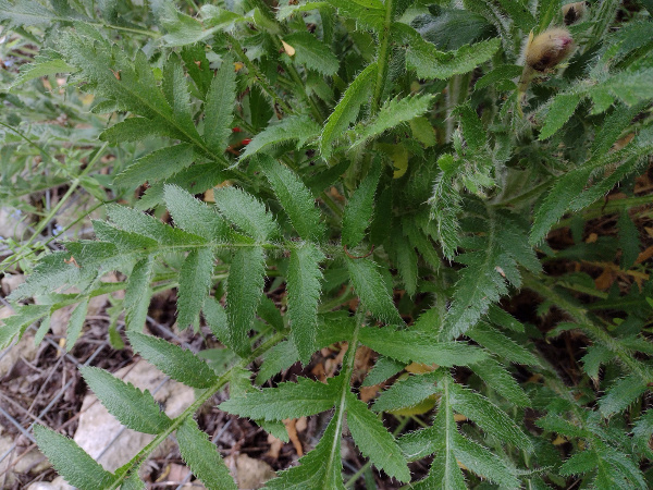 Oriental poppy / Papaver setiferum: Leaves