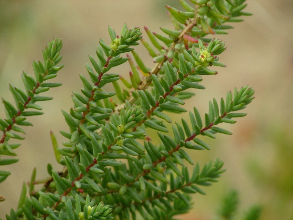 shrubby sea-blite / Suaeda vera: The flowers of _Suaeda vera_ are inconspicuous.