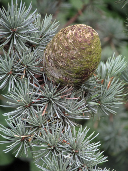 Atlas cedar / Cedrus atlantica