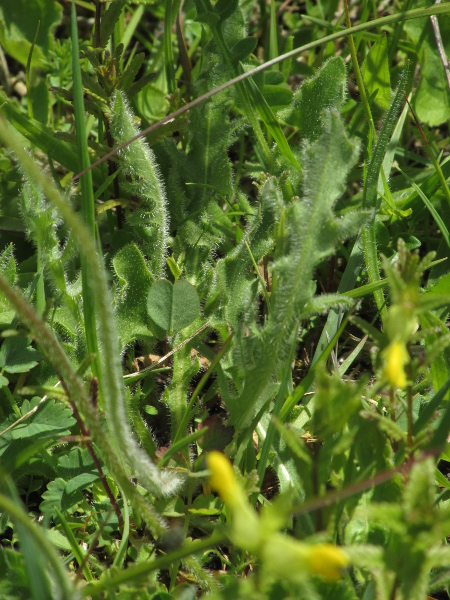 rough hawkbit / Leontodon hispidus: The leaves of _Leontodon hispidus_ have a dense covering of white hairs, most of which are forked at the tip.