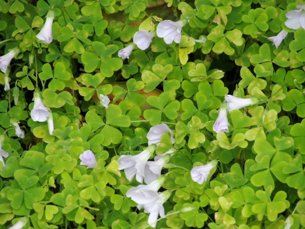 pale pink sorrel / Oxalis incarnata: _Oxalis incarnata_ has leaf-bearing aerial stems and solitary pale pink flowers.