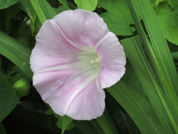 hairy bindweed / Calystegia pulchra: _Calystegia pulchra_ resembles _Calystegia silvatica_, but with pink-striped flowers.