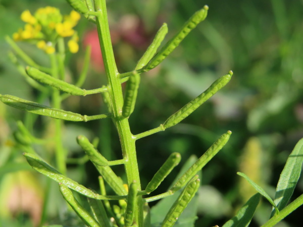 treacle mustard / Erysimum cheiranthoides: Compared to our other _Erysimum_ species, _E. cheiranthoides_ has smaller flowers, and fruits borne at a greater angle from the stem.