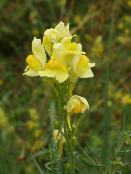 common toadflax / Linaria vulgaris