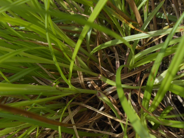 spiked sedge / Carex spicata: Wine-coloured staining around the ligule, if present, immediately identifies the plant as _Carex spicata_; the longer ligules and corky-based utricles also separate it from _Carex muricata_ and _Carex divulsa_.