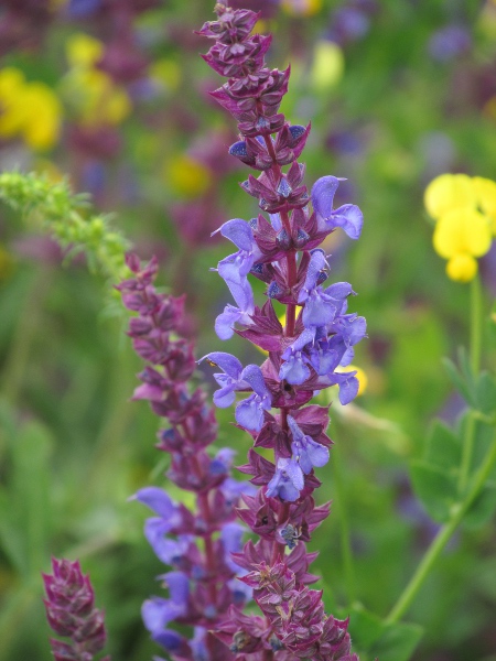 hybrid clary / Salvia × sylvestris: _Salvia_ × _sylvestris_ is a hybrid between _Salvia pratensis_ and _Salvia nemorosa_; it has escaped into the wild a few times in England.