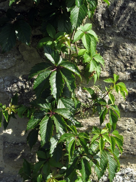 false Virginia creeper / Parthenocissus inserta: The leaves of _Parthenocissus inserta_ resemble those of the true Virginia creeper, _Parthnocissus quinquefolia_, but are shiny.