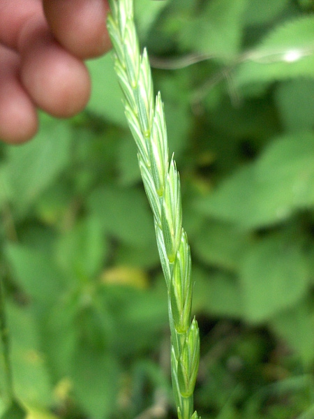 common couch / Elymus repens: The spikelets of _Elytrigia repens_ (and some other species) are orientated broadside to the stem, unlike those of _Lolium perenne_, which are orientated edgewise to the stem.