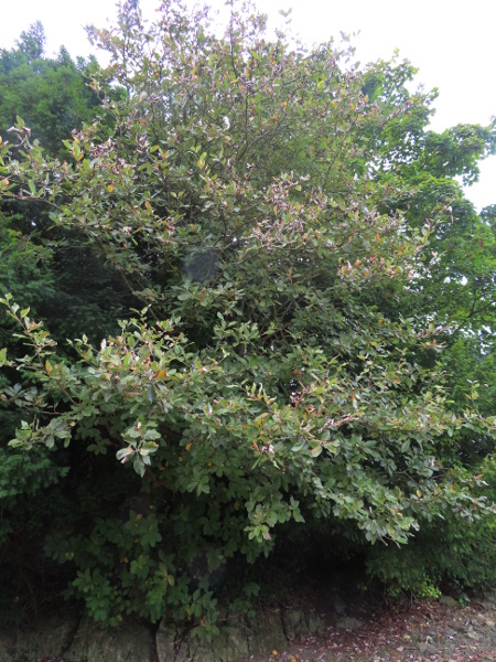 French hales / Sorbus subg. Tormaria: _Sorbus_ subg. _Tormaria_ is a group of whitebeams that includes several native and several introduced species.