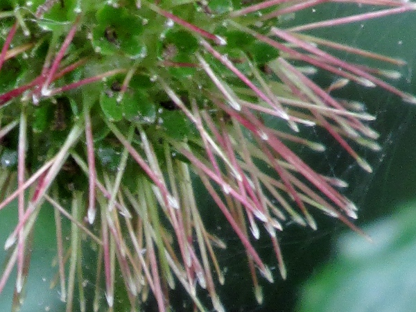 pirri-pirri bur / Acaena novae-zelandiae: The achenes of most _Acaena_ species have long spines with barbed tips.