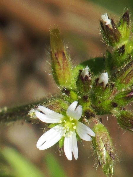 sticky mouse-ear / Cerastium glomeratum: _Cerastium glomeratum_ is an annual plant, close to _Cerastium fontanum_, but with many glandular hairs on its sepals and elsewhere.