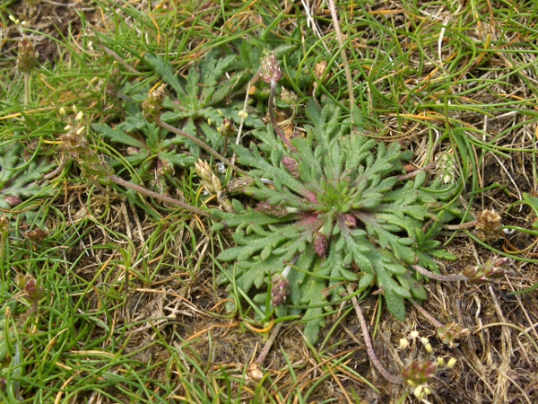 buck’s-horn plantain / Plantago coronopus