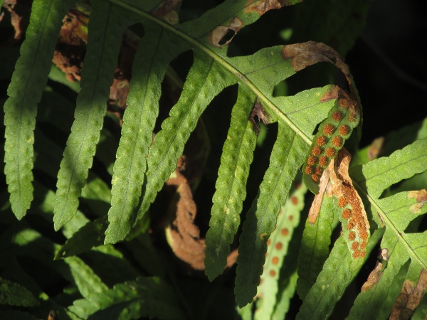 southern polypody / Polypodium cambricum