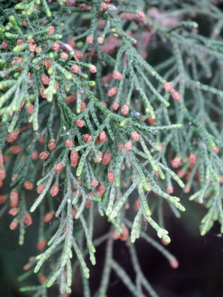 Monterey cypress / Cupressus macrocarpa: The twigs of _Cupressus macrocarpa_ spread 3-dimensionally, not just in a plane; individual leaves are blunt-tipped.