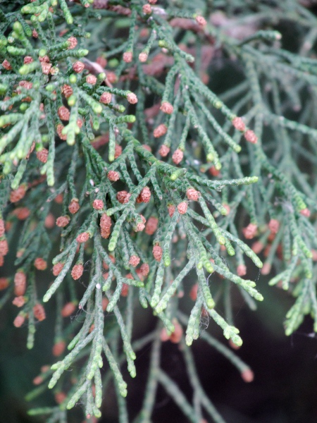 Monterey cypress / Cupressus macrocarpa: The twigs of _Cupressus macrocarpa_ spread 3-dimensionally, not just in a plane; individual leaves are blunt-tipped.