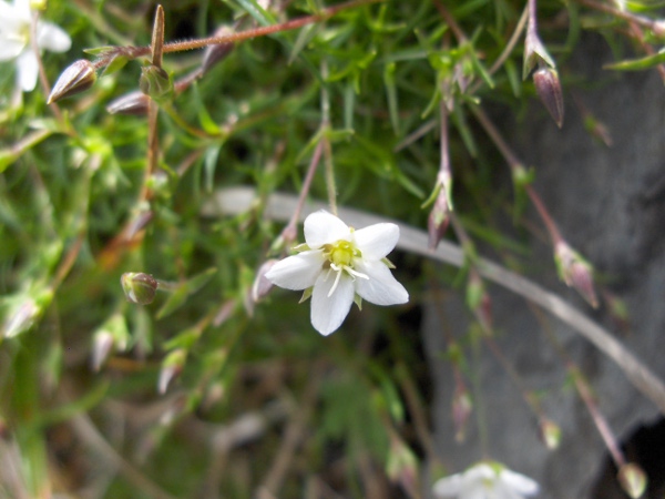 spring sandwort / Sabulina verna: The flowers of _Sabulina verna_ have longer petals than sepals, unlike our other _Sabulina_ species.