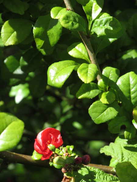Japanese quince / Chaenomeles japonica: Flower and leaves; the leaves of _Chaenomeles speciosa_ would be more sharply serrate.