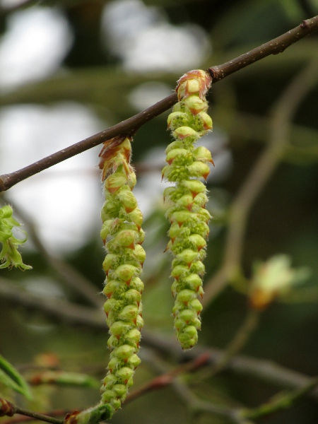 hornbeam / Carpinus betulus: Male catkins