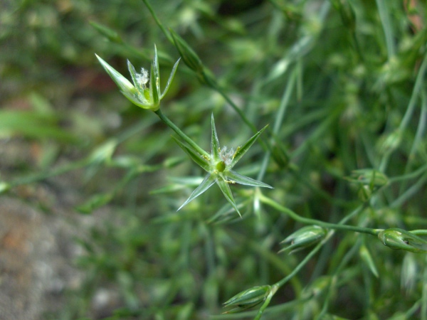 toad rush / Juncus bufonius