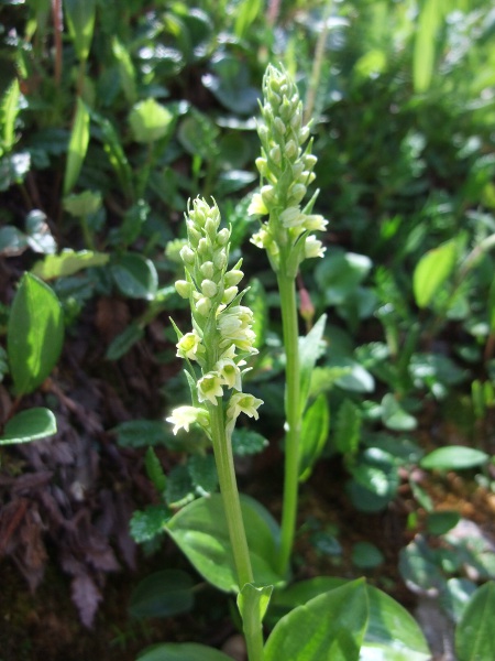 small white orchid / Pseudorchis albida