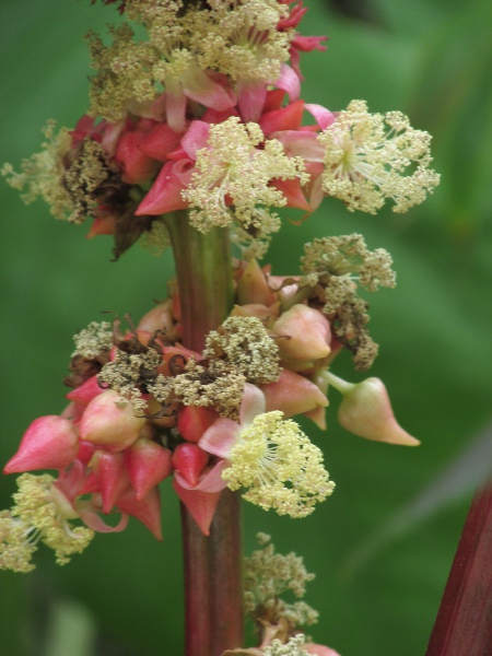 castor-oil plant / Ricinus communis