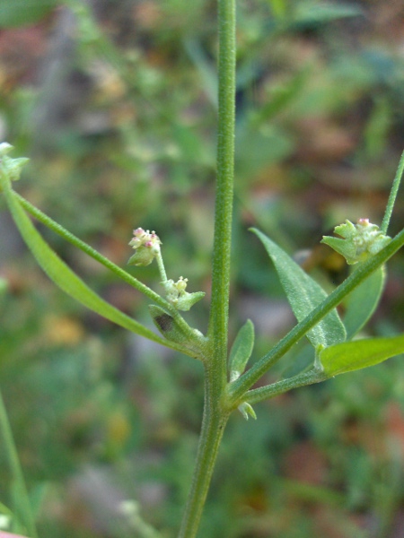 common orache / Atriplex patula: Close-up of flowers and stem