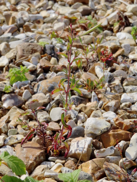 spear-leaved willowherb / Epilobium lanceolatum